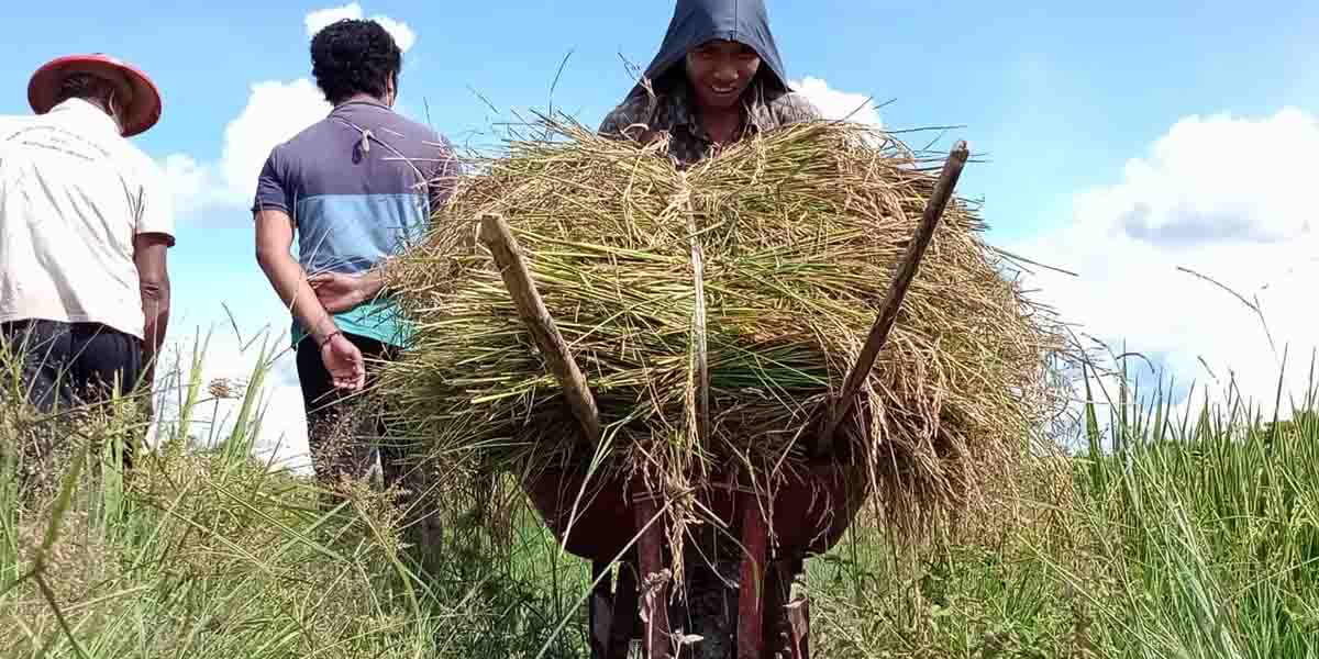 betapa-dimanjakannya-petani-padi-di-mimika